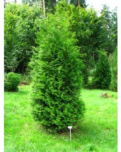 Thuja, Arborvitae 'White Cedar'