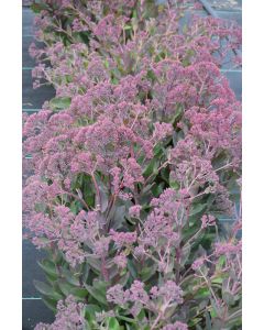 Sedum, Stonecrop 'Thunderhead'