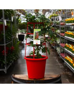 Solanum, Tomato 'Little Bing' 10 IN Tub