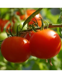 Tomato (Bush), 'Celebrity'