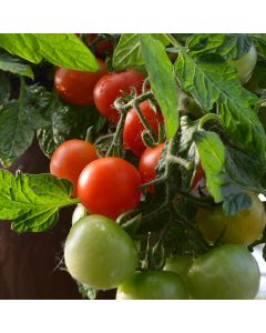 Tomato (Bush), 'Little Bing'