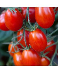 Tomato (Pole), Grape 'Juliet'