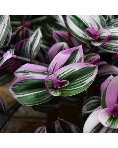 Tradescantia Albiflora 'Nanouk'