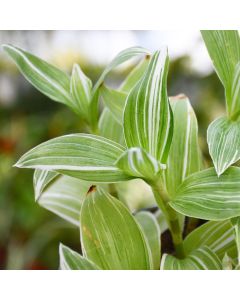 Tradescantia 'Pistachio'