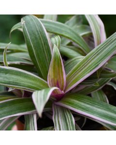 Tradescantia Spathaea 'Rhoeo Tricolor'