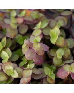 Tradescantia Callisia 'Tortuga'