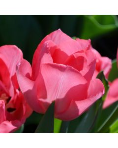 Tulip, Valentine Pink