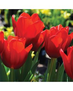 Tulip, Red