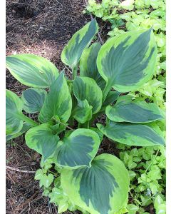 Hosta, Lime-Blue Leaf 'Twilight'