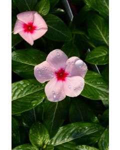 Vinca, Blockbuster™ 'Apricot'