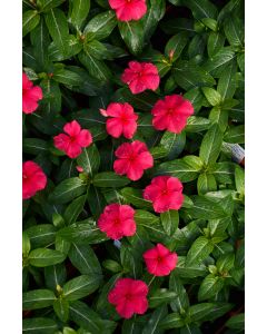 Vinca, Blockbuster™ 'Punch'