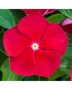 Vinca, Blockbuster™ 'Red with Eye'