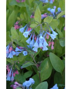 Mertensia, Virginia Bluebells 'Minnesota Native'