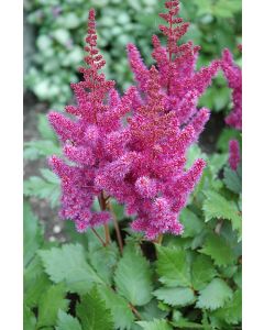 Astilbe, Chinese Astilbe 'Visions'