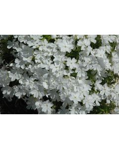 Phlox, Creeping 'White Delight'