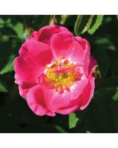 Rosa, Climbing Rose 'William Baffin'