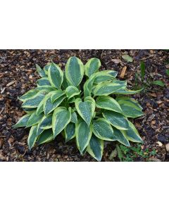 Hosta, Lime-Blue Leaf 'Wolverine'