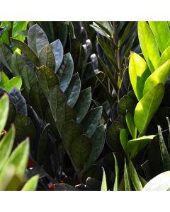 Zamioculcas Zamiifolia, ZZ Plant 'Oscura™'