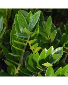 Zamioculcas Zamiifolia, ZZ Plant