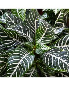 Aphelandra Squarrosa 'Zebra Plant'