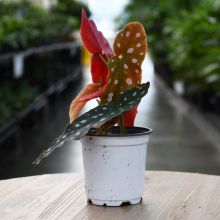 Begonia Maculata, Spotted Begonia