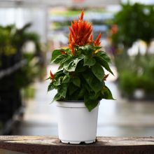 Celosia, Flamma 'Orange'