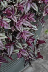 Spiderwort, Tradescantia 'Zebrina'