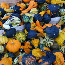 Gourds (Assorted)