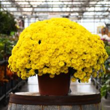 Fall Mum, Igloo 'Brilliant'