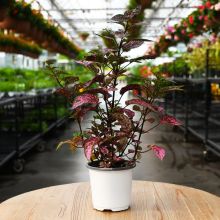 Hypoestes, Polka Dot Plant 'Rose'