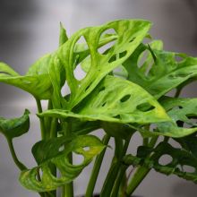 Monstera Adansonii 'Swiss Cheese Plant'