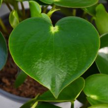 Peperomia Polybotrya 'Raindrop'