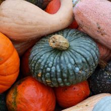 Pumpkins, Specialty (Assorted)