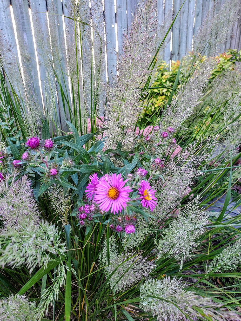 Calamagrostis, Feather Reed grass ‘Avalanche’ & New England Aster