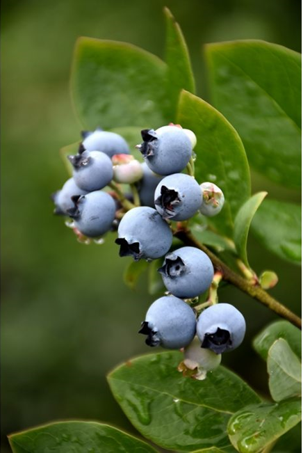 Blueberry Growing Basics