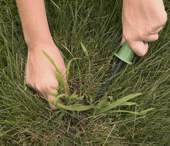 Crabgrass