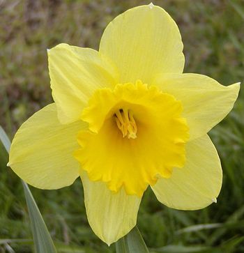 Dutch Master Daffodil