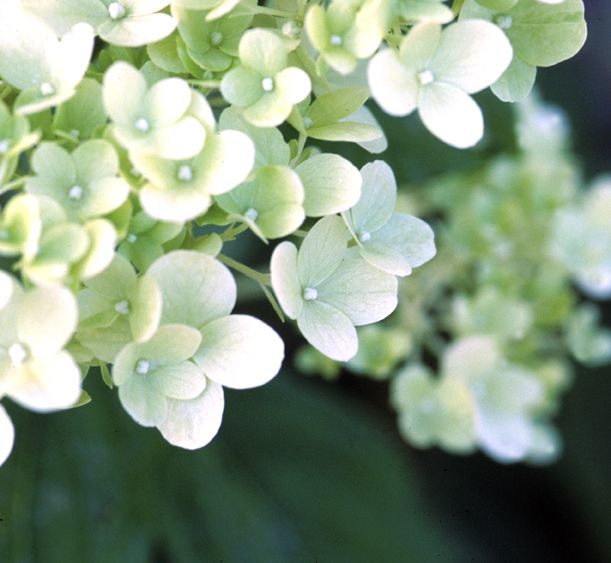 Limelight Hydrangea