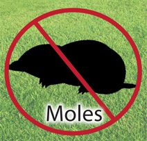 moles- mice