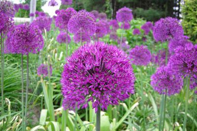 Allium