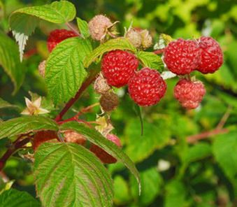 Raspberries