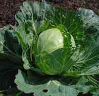 Cabbage