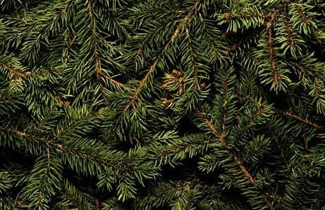 Spruce Tips