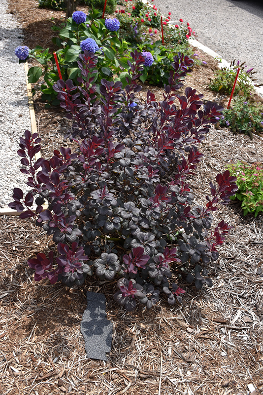 Photo of Winecraft Black Smokebush