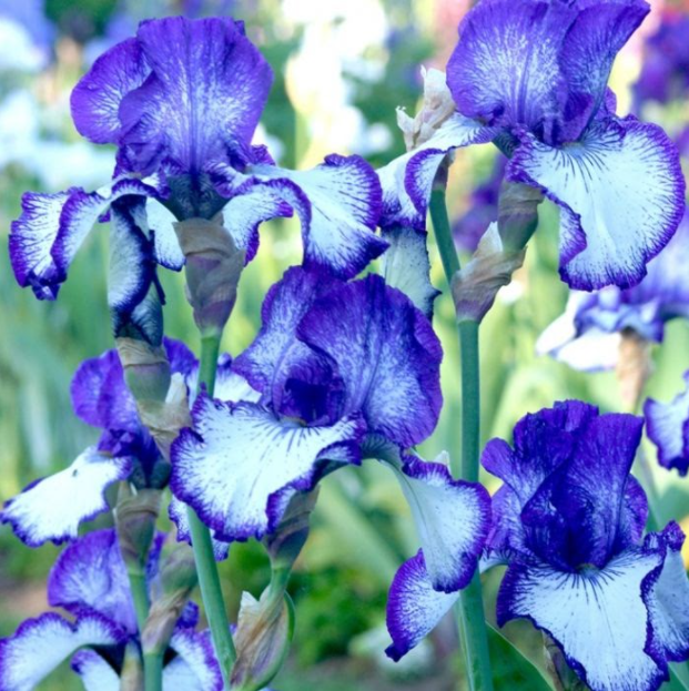 Iris flower: Facts, growth and maintenance tips in 2023