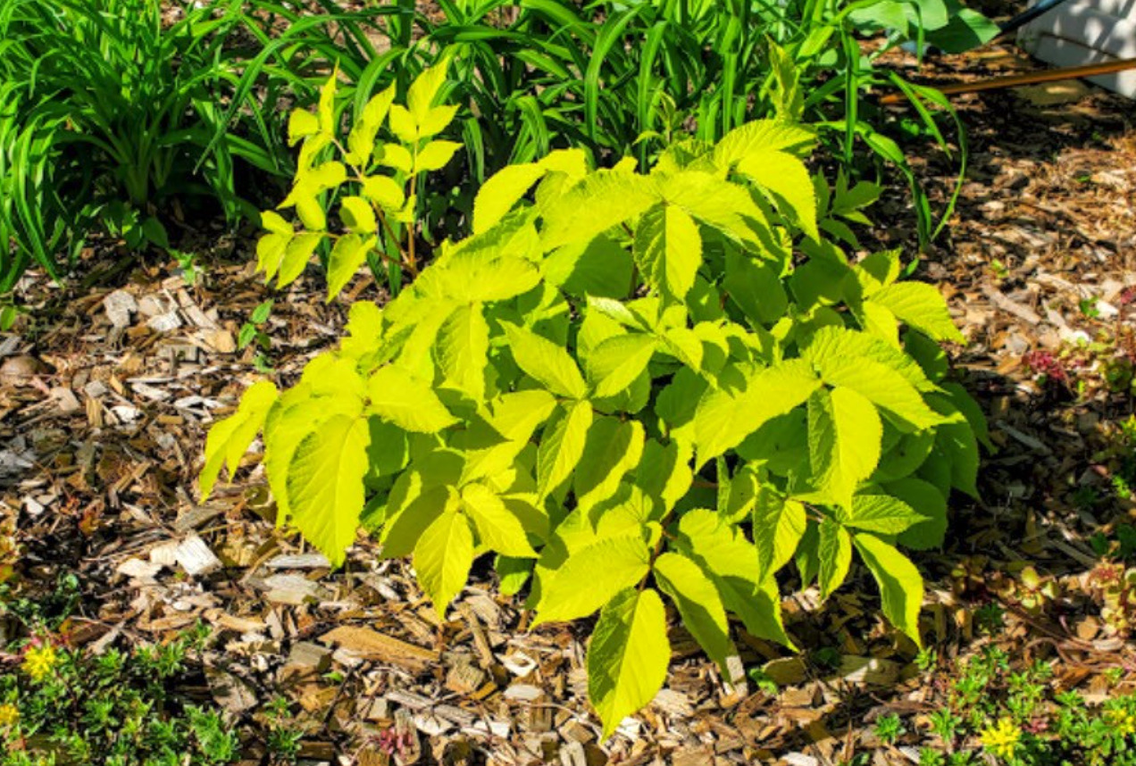 Aralia ‘Sun King’ early summer – enjoying part shade 