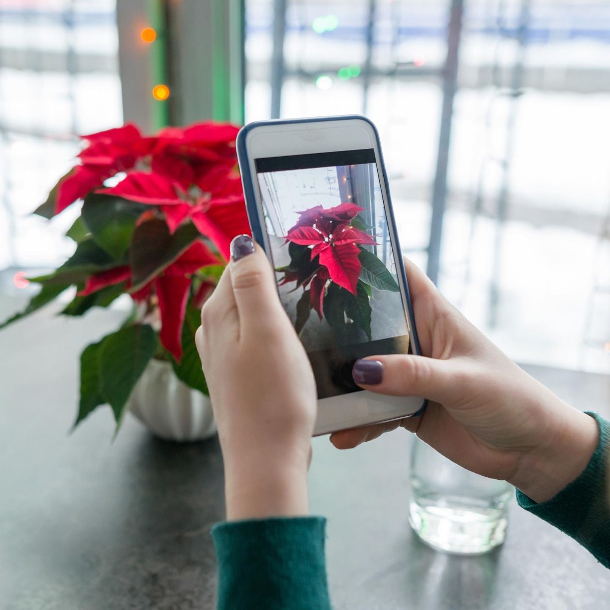 Beautiful Poinsettia on table