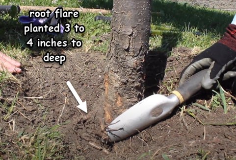 Ancestry Oak planted with the root flare buried