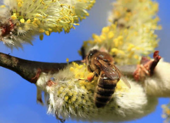 Photo of Pussy Willow (Salix discolor) wiht Bee