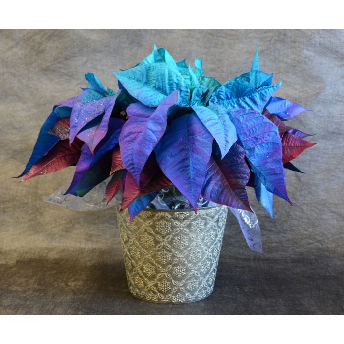 Poinsettia blue outlet